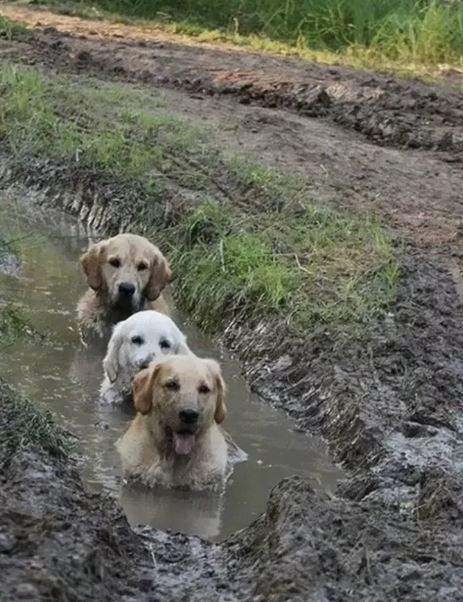 16 instances when allowing your dog to play in the mud wasn't a good Idea 10