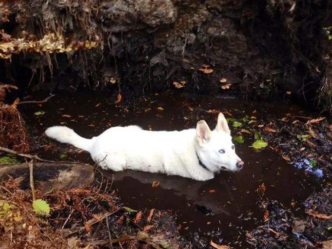 16 instances when allowing your dog to play in the mud wasn't a good Idea 11