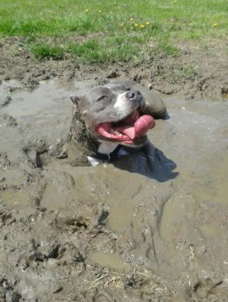 16 instances when allowing your dog to play in the mud wasn't a good Idea 12