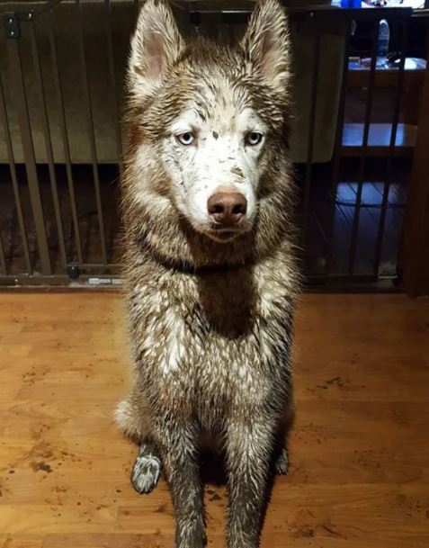 16 instances when allowing your dog to play in the mud wasn't a good Idea 13