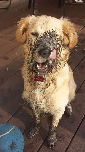 16 instances when allowing your dog to play in the mud wasn't a good Idea 15