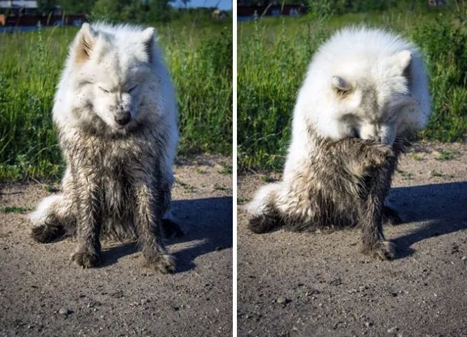 16 instances when allowing your dog to play in the mud wasn't a good Idea 16