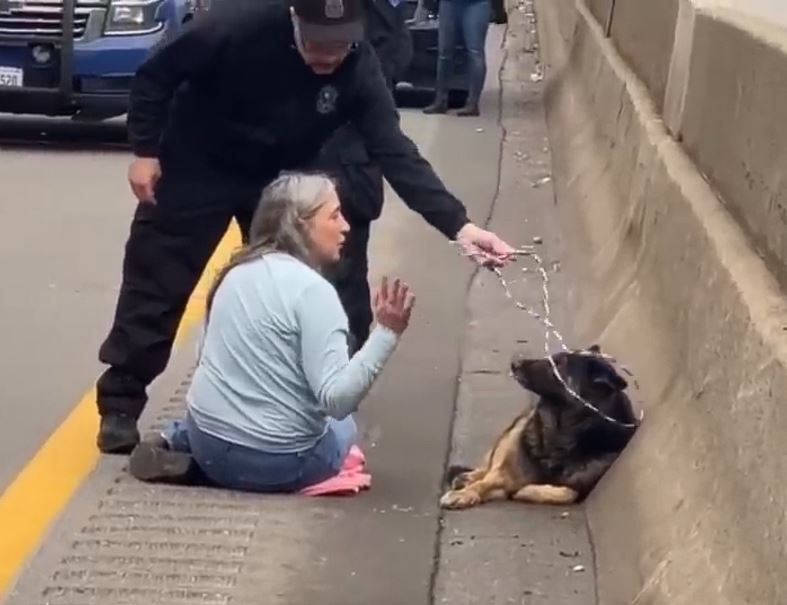 Angel rescues scared german shepherd running on highway 1 Angel rescues scared german shepherd running on highway 1