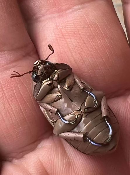 Astonishing beetle discovered: Its beauty almost too unbelievable to be true 4