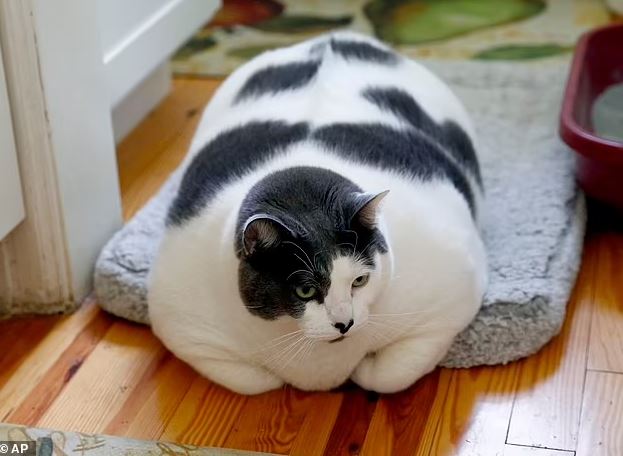 World's fattest cat finally goes on a diet: Loses two pounds as he's 'pretty picky eater' 2