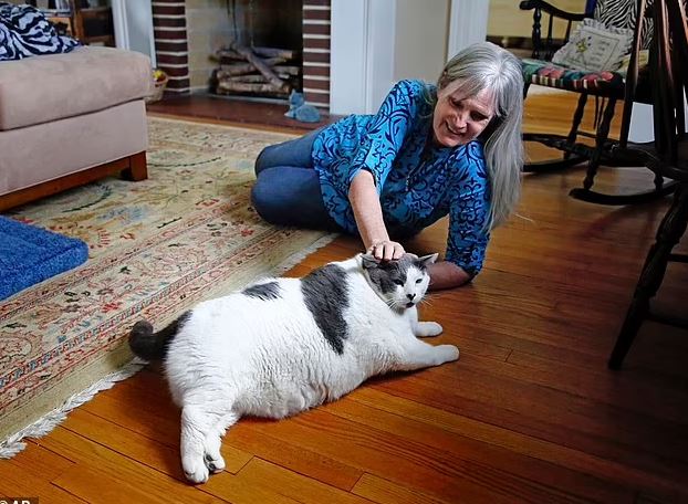 World's fattest cat finally goes on a diet: Loses two pounds as he's 'pretty picky eater' 3