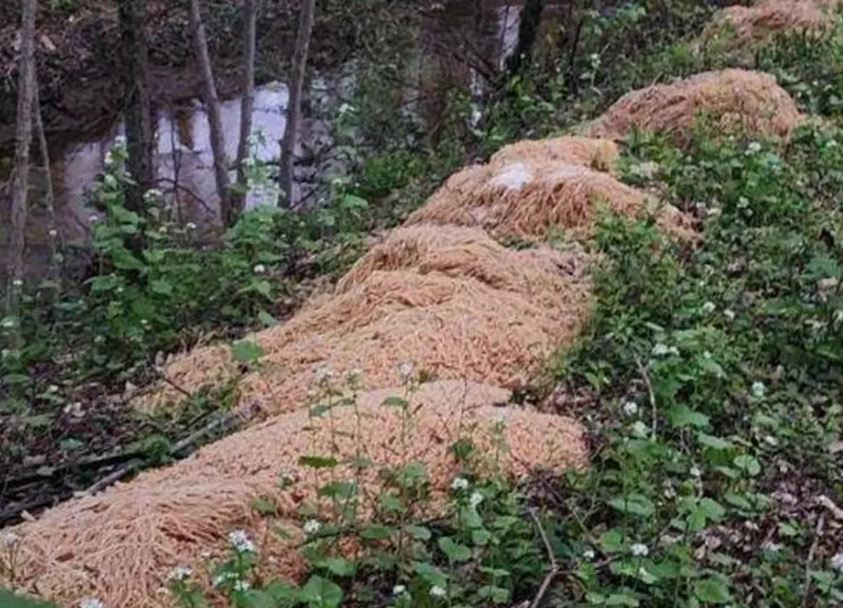 Hundreds of pounds of cooked pasta were found mysteriously scattered in New Jersey forest 2