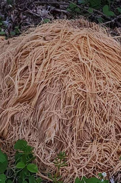 Hundreds of pounds of cooked pasta were found mysteriously scattered in New Jersey forest 3