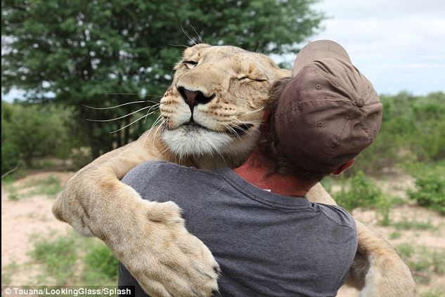 A lioness rescued as a cub forms an unbreakable bond with her caretaker 1