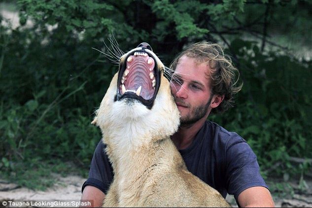 A lioness rescued as a cub forms an unbreakable bond with her caretaker 2