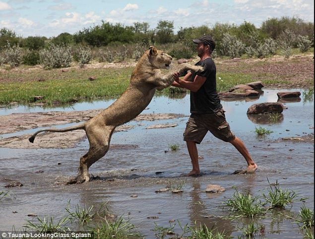 A lioness rescued as a cub forms an unbreakable bond with her caretaker 3