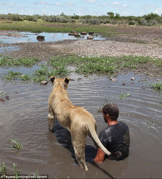 A lioness rescued as a cub forms an unbreakable bond with her caretaker 4