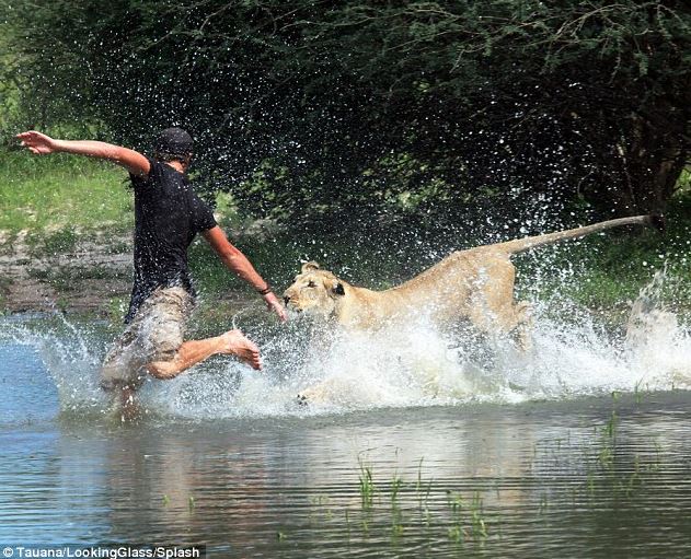 A lioness rescued as a cub forms an unbreakable bond with her caretaker 5