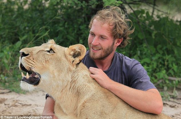 A lioness rescued as a cub forms an unbreakable bond with her caretaker 6
