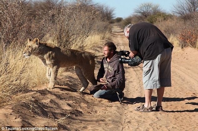 A lioness rescued as a cub forms an unbreakable bond with her caretaker 7