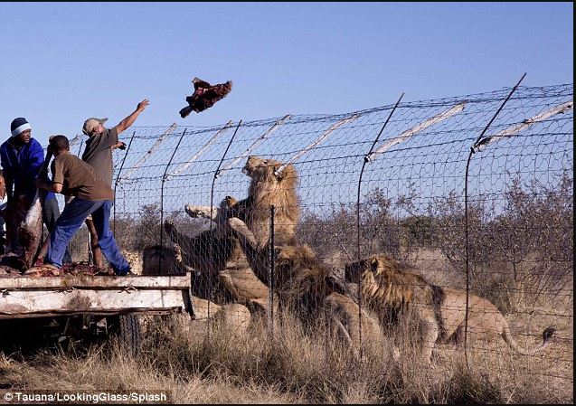 A lioness rescued as a cub forms an unbreakable bond with her caretaker 8