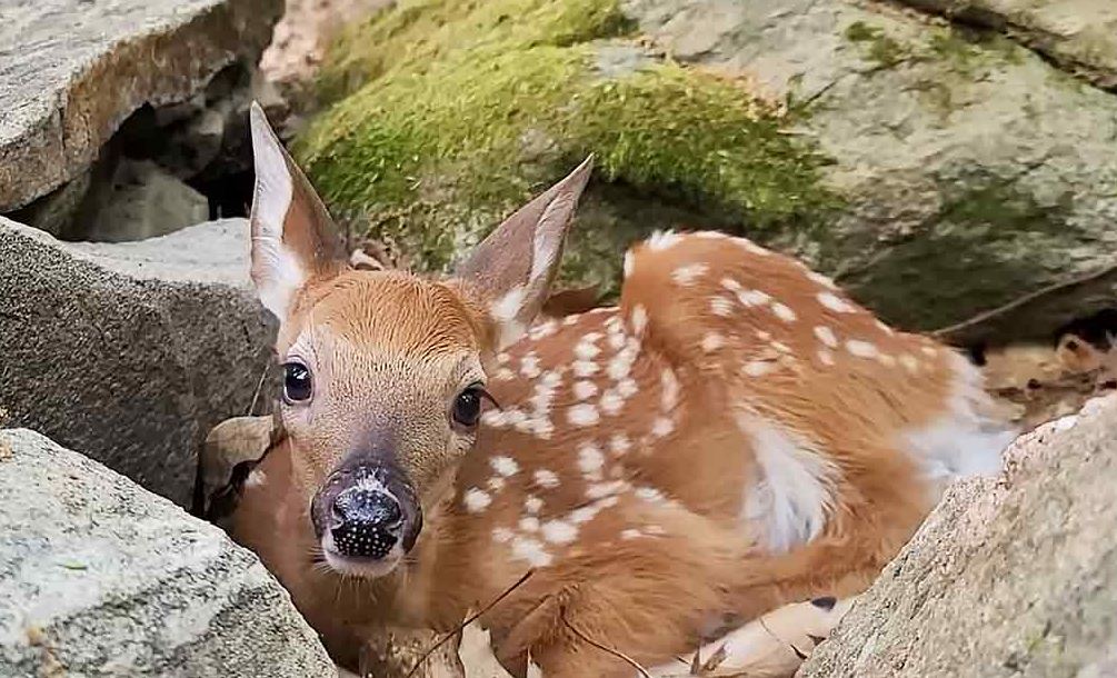 Man reunited with a mama deer and her babies after years of showing them kindness 1