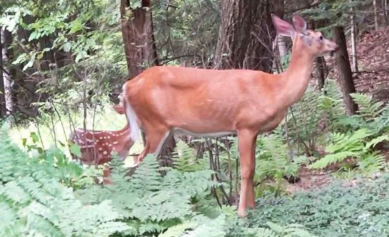 Man reunited with a mama deer and her babies after years of showing them kindness 2