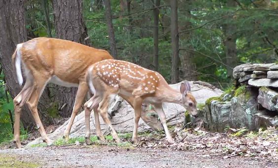 Man reunited with a mama deer and her babies after years of showing them kindness 3