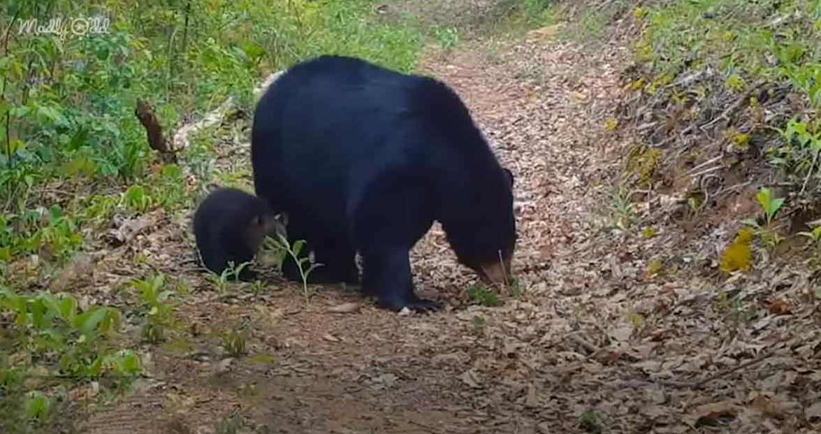 Woman hangs hammock to entertain playful mama bear and her three cubs 1