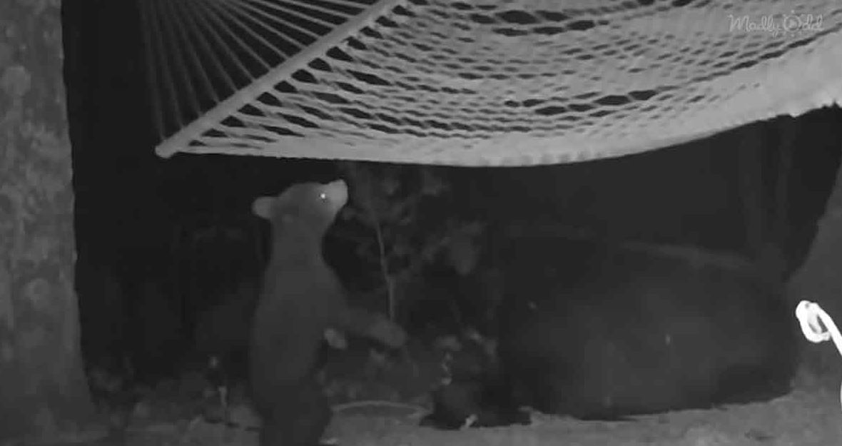 Woman hangs hammock to entertain playful mama bear and her three cubs 2