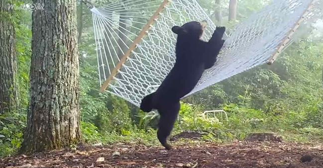 Woman hangs hammock to entertain playful mama bear and her three cubs 3