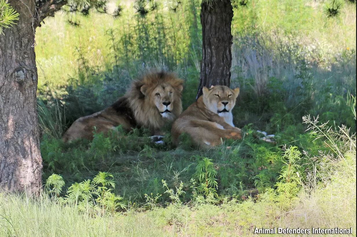 Devoted male lion stayed with his ailing mate until her last moments 1