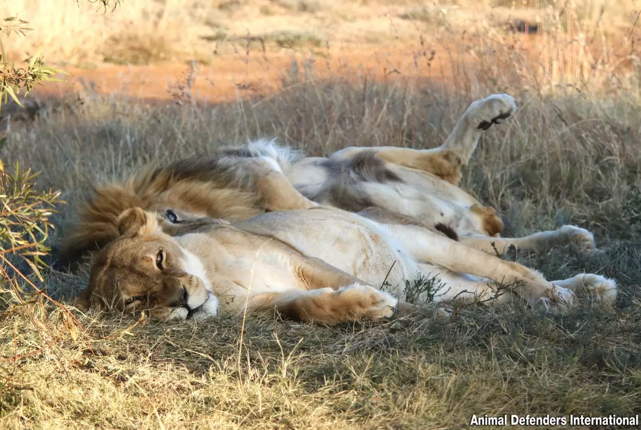 Devoted male lion stayed with his ailing mate until her last moments 2