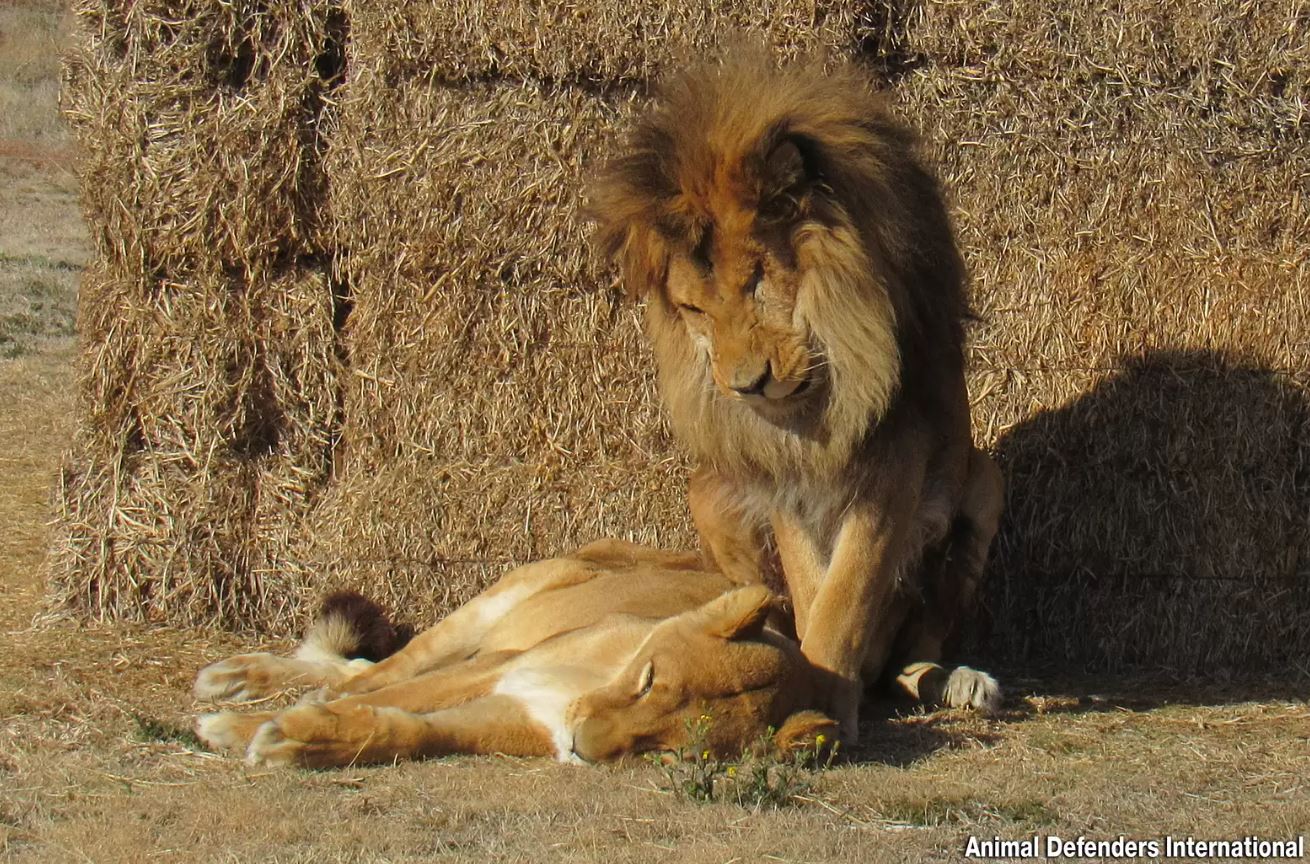 Devoted male lion stayed with his ailing mate until her last moments 3