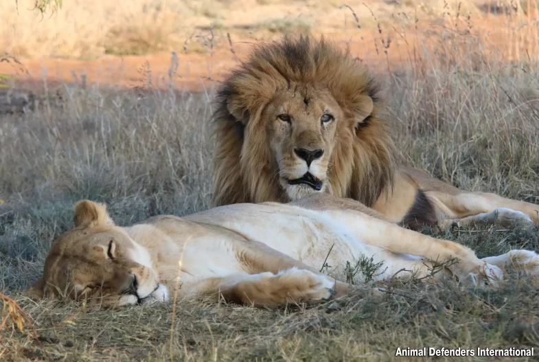 Devoted male lion stayed with his ailing mate until her last moments 4