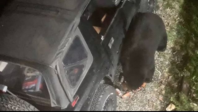 Black bears are attracted to the sweet taste of soft drinks and may break car windows to access them for a drink