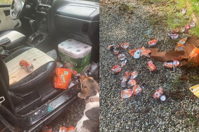 Within an hour and a half, the bear had damaged the wheel of Ms. Sharon's car and drank 69 cans of soft drink.