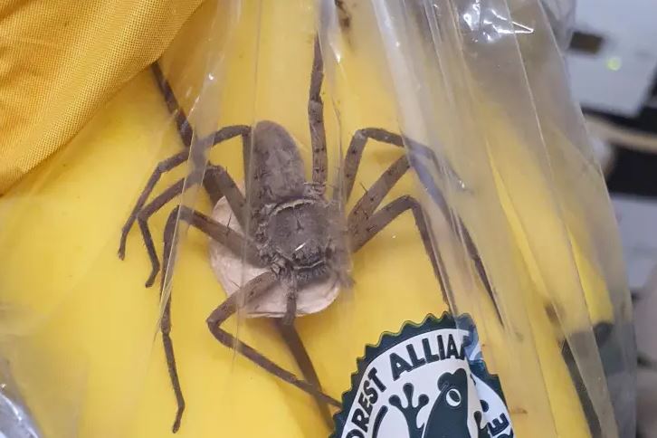 Man's terrifying encounter with giant spider hiding in banana 1