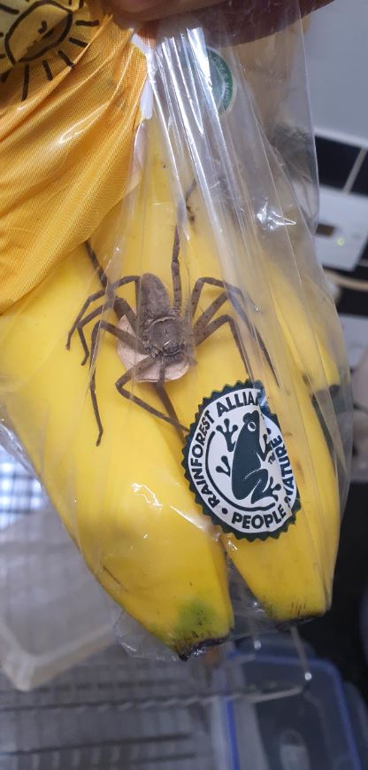 Man's terrifying encounter with giant spider hiding in banana 2