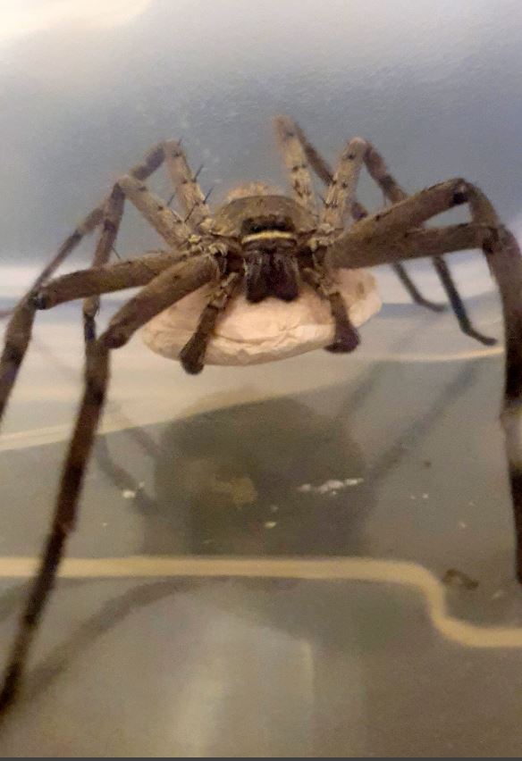 Man's terrifying encounter with giant spider hiding in banana 4