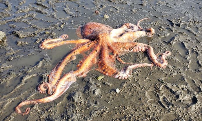 Woman who rescued stranded giant octopus and miraculously brought it back to life 1