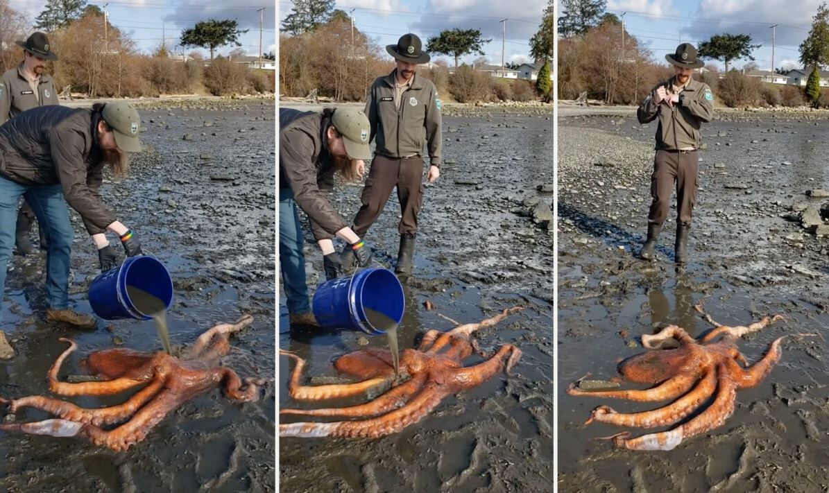 Woman who rescued stranded giant octopus and miraculously brought it back to life 2