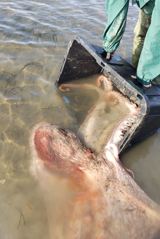Woman who rescued stranded giant octopus and miraculously brought it back to life 4
