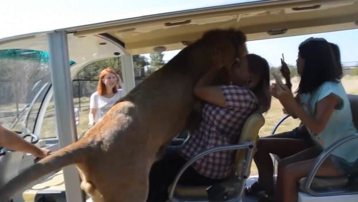Lion shows affection by climbing on tourist bus full of people 1