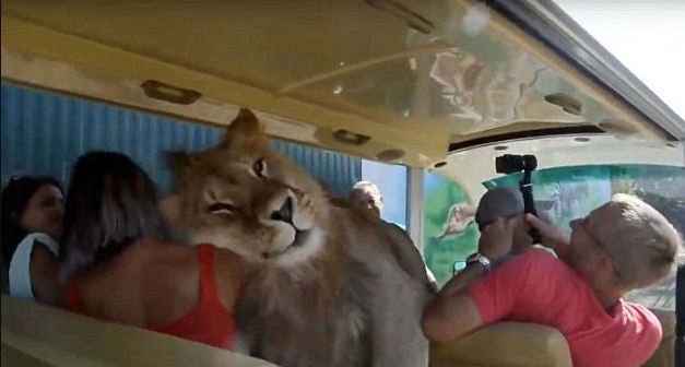 Lion shows affection by climbing on tourist bus full of people 2
