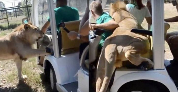 Lion shows affection by climbing on tourist bus full of people 3