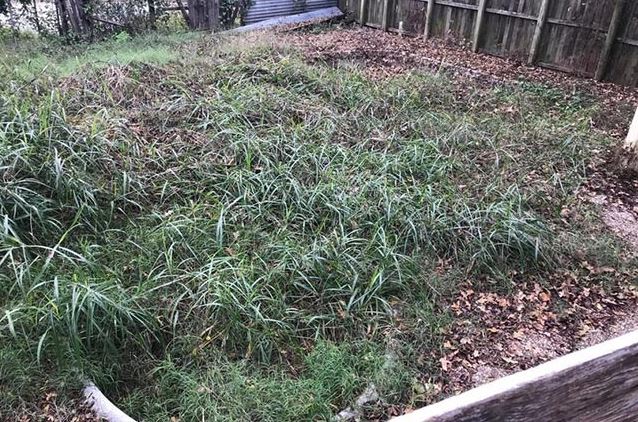 Man who bought old house at a cheap price suddenly discovered a giant HIDDEN swimming pool in garden 1