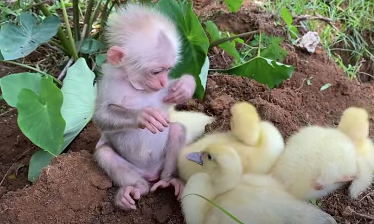 Adorable baby monkey melt hearts by taking care of baby ducks 1