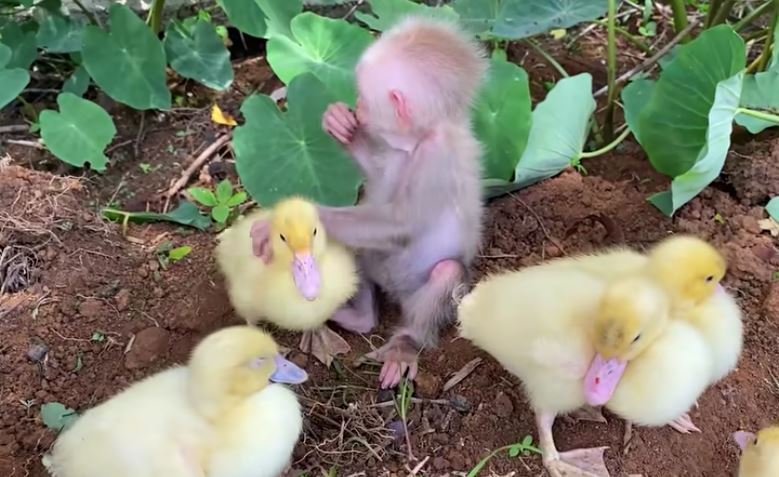 Adorable baby monkey melt hearts by taking care of baby ducks 2