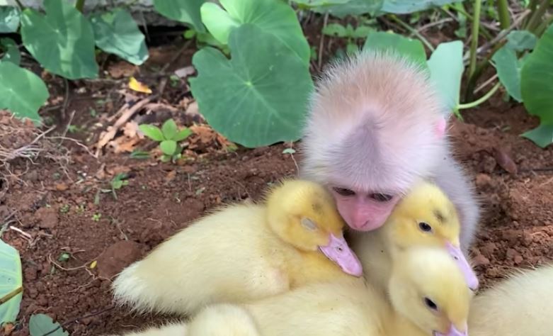 Adorable baby monkey melt hearts by taking care of baby ducks 3