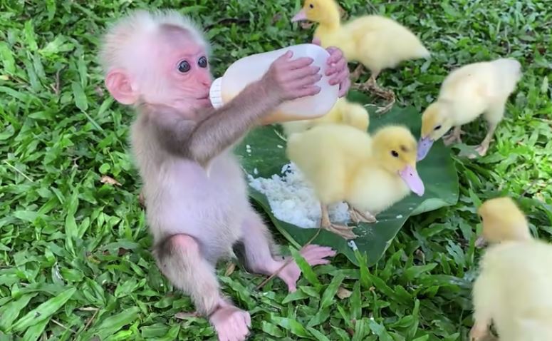 Adorable baby monkey melt hearts by taking care of baby ducks 4
