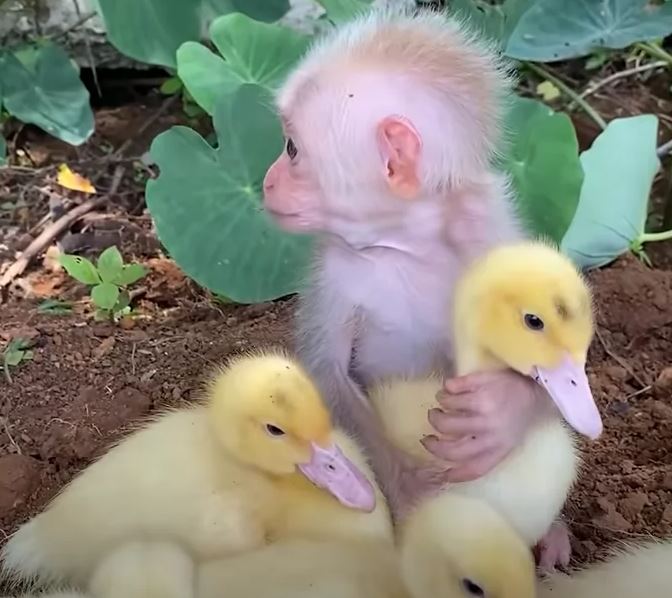 Adorable baby monkey melt hearts by taking care of baby ducks 5