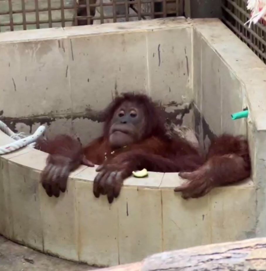 Brave zoo staff rescue drowning orangutan and perform CPR to revive it 1