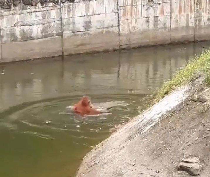 Brave zoo staff rescue drowning orangutan and perform CPR to revive it 2