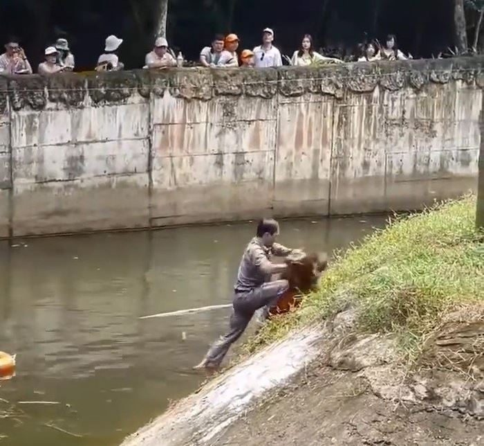 Brave zoo staff rescue drowning orangutan and perform CPR to revive it 3